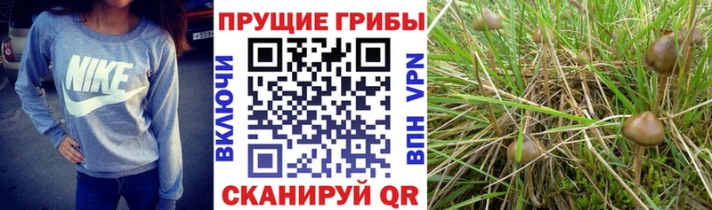 Псилоцибиновые грибы MAGIC MUSHROOMS МЕГА ссылки Шимановск закладки